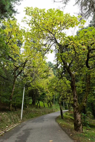 Route Dans Parc Vert Avec Ciel Bleu — Photo