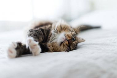 Yatakta yatarken uzun kürk ile gri kedi