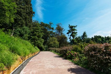 Yol yeşil ağaçlar ve çiçek açan çiçeklerle parkta