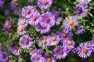 pembe Aster yeşil flowerbed çiçeklenme