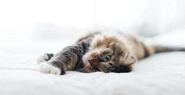 Graue Katze Mit Langem Fell Liegt Auf Bett — Stockfoto