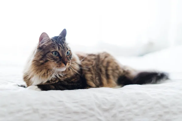 Grijze Kat Met Lange Vacht Liggend Bed — Stockfoto