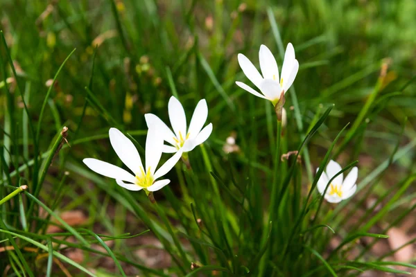 Weiße Blumen Blühen Auf Grünem Blumenbeet — Stockfoto