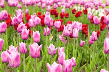 Bahar flowerbed üzerinde çiçek açan güzel pembe laleler