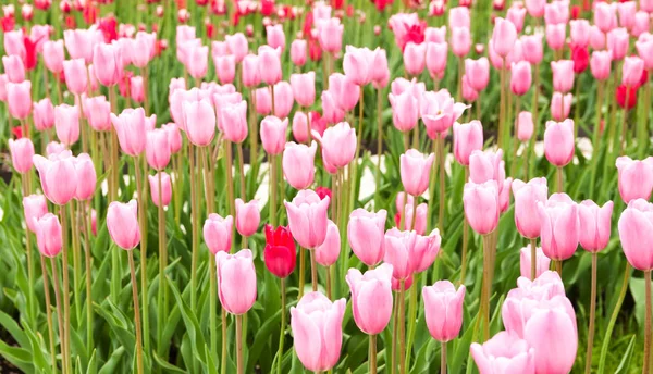 Beautiful Pink Tulips Blooming Spring Flowerbed — Stock Photo, Image