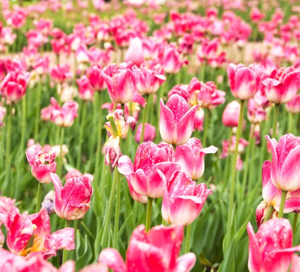 Beautiful Pink Tulips Blooming Spring Flowerbed — Stock Photo, Image