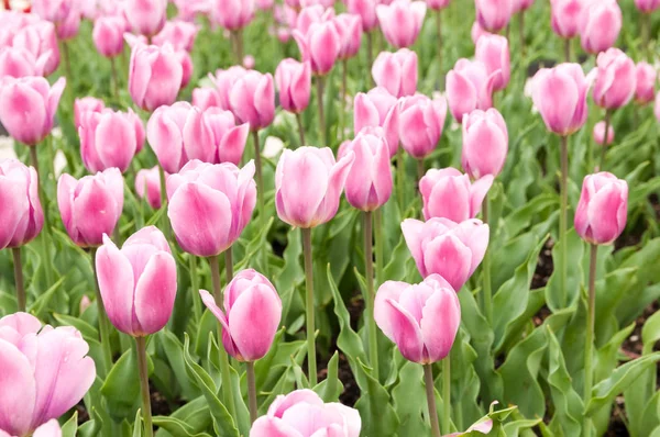 Belas Tulipas Rosa Florescendo Canteiro Flores Primavera — Fotografia de Stock