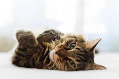 Gri kedi atış yakın yalan