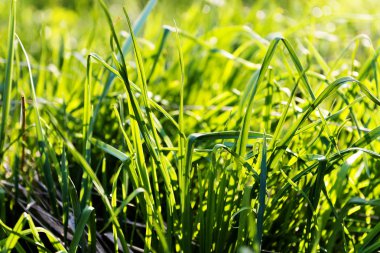 taze yeşil çim yakın atış