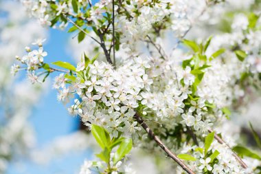 İlkbaharda açan bir elma dalı.