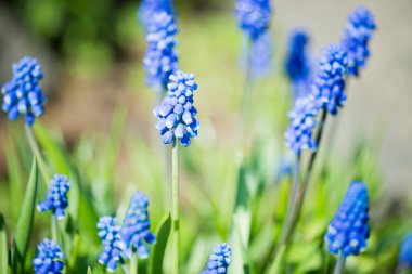 Muscari çiçek veya üzüm sümbül ufuk bahar garde içinde