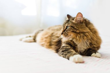 Gri kedi atış yakın yalan