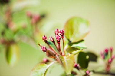 İlkbaharda açan bir elma dalı.