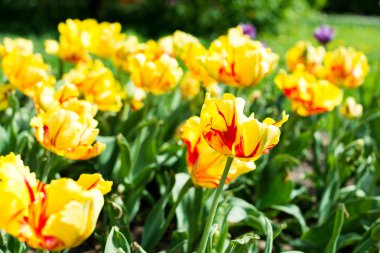 güzel renk laleler atış kapatın