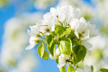 İlkbaharda açan bir elma dalı.