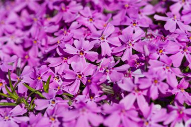 Phlox subulata. güzel pembe çiçekler