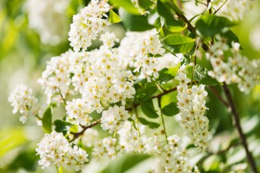 İlkbaharda açan bir elma dalı.