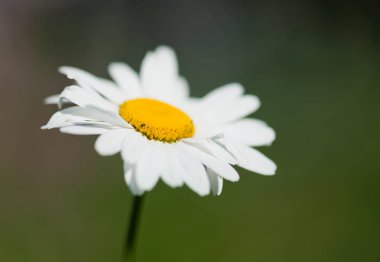 arka plan bulanık üzerinde güzel papatya