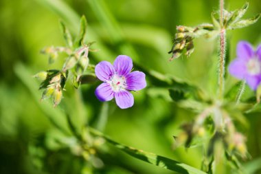 bluebell içinde Close-Up arka planda bulanık. 