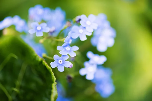 忘れな草の花クローズ アップ ショット — ストック写真