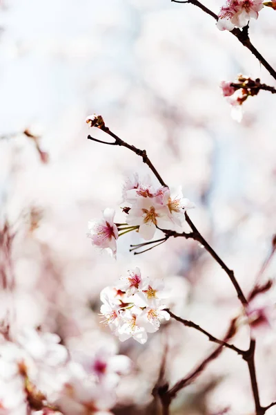 Kvetoucí Větev Jabloně Jaře — Stock fotografie