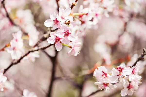 Una Rama Floreciente Manzano Primavera — Foto de Stock