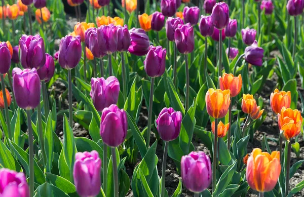 Indah Warna Tulip Menutup Tembakan — Stok Foto