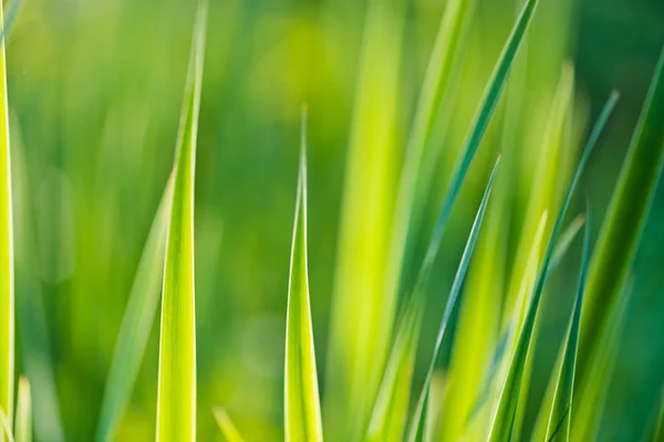 Fundo Primavera Verão Com Gras Verde — Fotografia de Stock