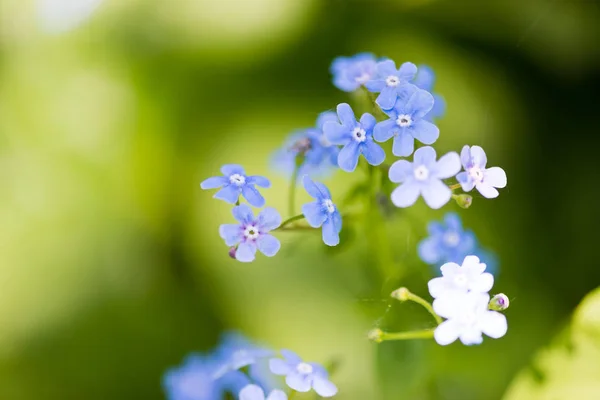 Vergissmeinnicht Blumen Nahaufnahme — Stockfoto
