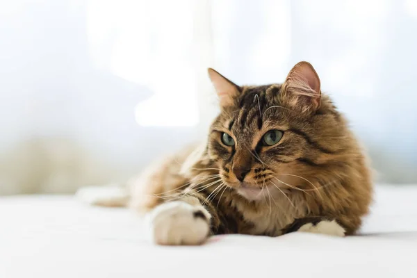 Gato Gris Tendido Cerca Disparo —  Fotos de Stock