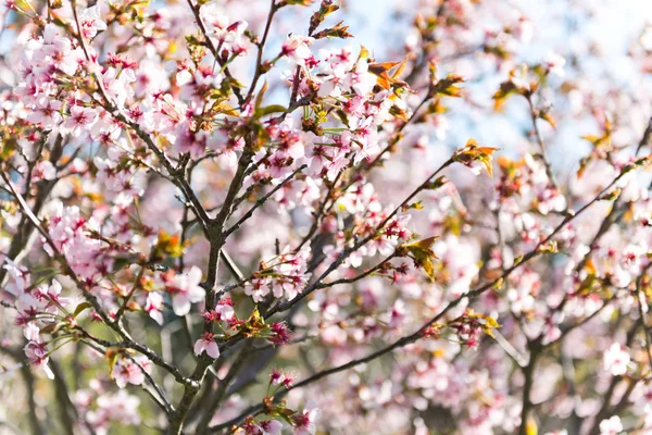 Kwitnąca Gałąź Jabłoni Wiosną — Zdjęcie stockowe
