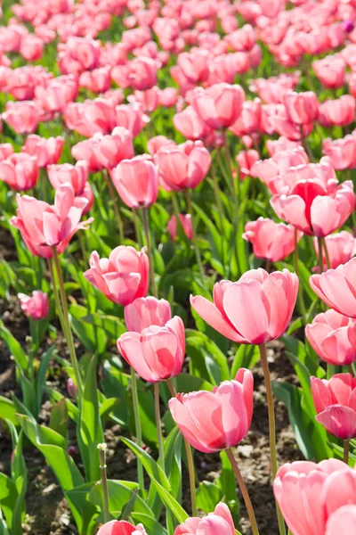 Beautiful Color Tulips Close Shot — Stock Photo, Image