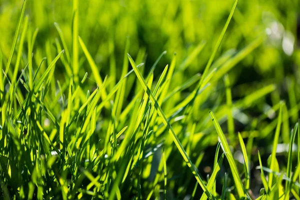 Fresh Green Grass Close Shot — Stock Photo, Image