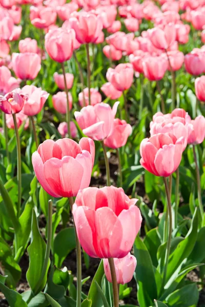 Beautiful Color Tulips Close Shot — Stock Photo, Image