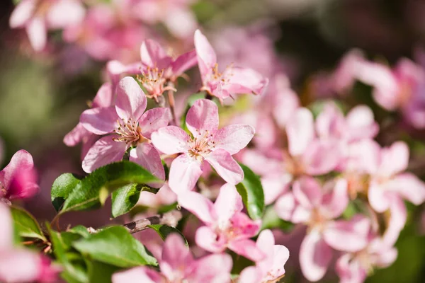Blooming Branch Apple Tree Spring — Stock Photo, Image