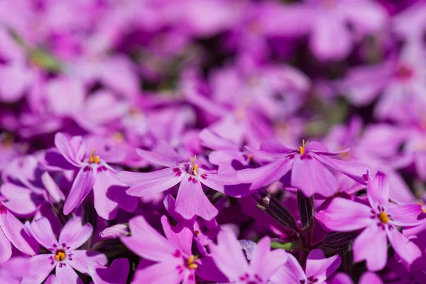 Phlox Subulata Beautiful Pink Flowers — Stock Photo, Image