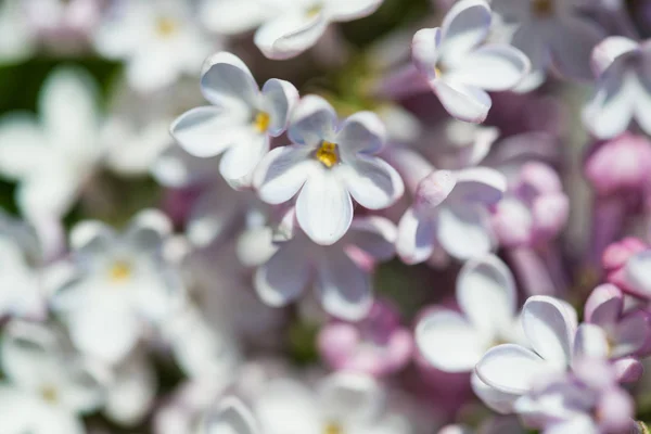 Kokulu Çiçekleri Leylak Syringa Vulgaris Sığ Derinlik Tarla Seçici Odak — Stok fotoğraf