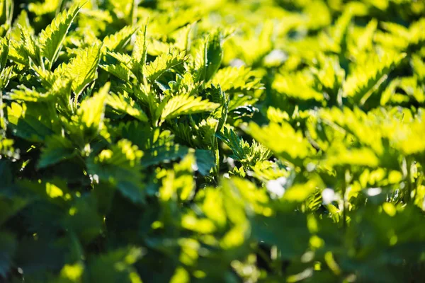 Green Stinging Nettle Garden — Stockfoto