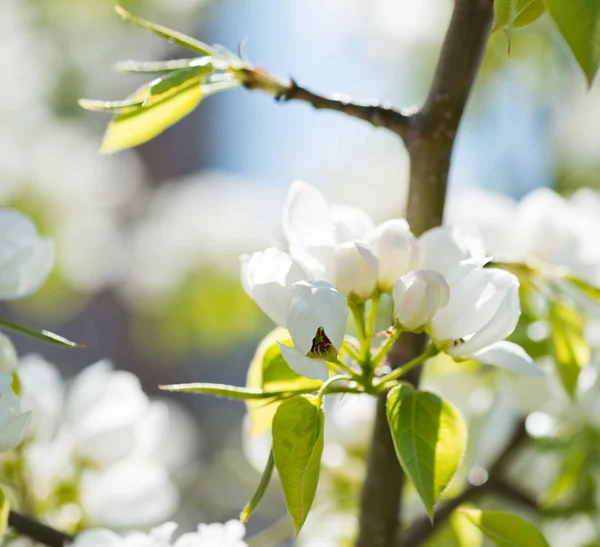 Une Branche Florissante Pommier Printemps — Photo