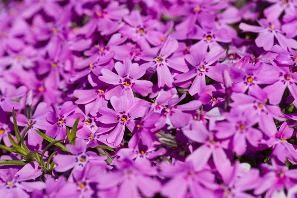 Phlox Subulata Beautiful Pink Flowers — Stock Photo, Image