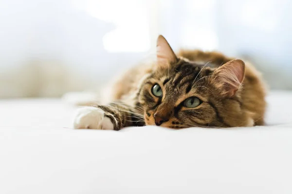 Gato Gris Tendido Cerca Disparo — Foto de Stock