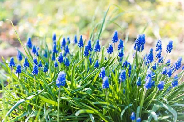 Muscari Blüte Oder Traubenhyazinthe Einer Defokussierten Frühlingsgarde — Stockfoto