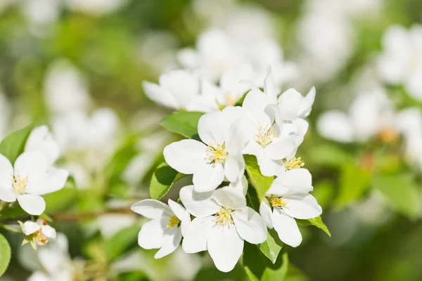 Blooming Branch Apple Tree Spring — Stock Photo, Image