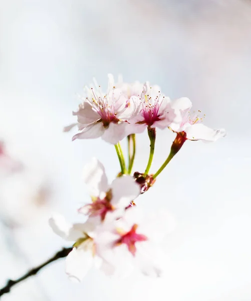 Blooming Branch Apple Tree Spring — Stock Photo, Image