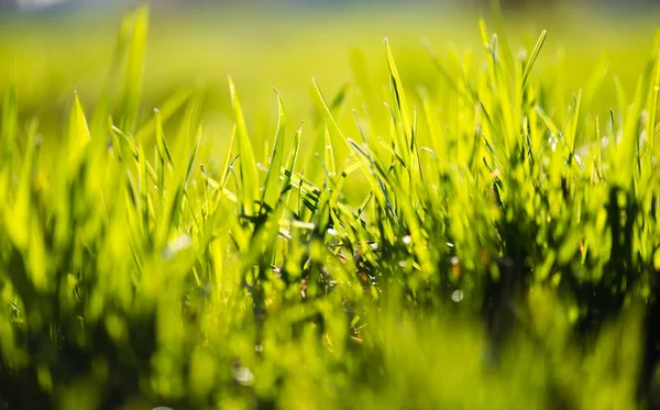 Hierba Verde Fresca Cerca Tiro —  Fotos de Stock