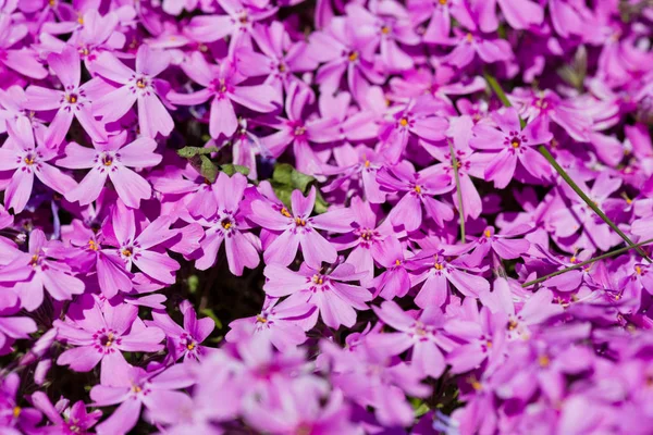 Phlox Subulata Güzel Pembe Çiçekler — Stok fotoğraf