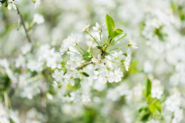 Blooming Branch Apple Tree Spring — Stock Photo, Image