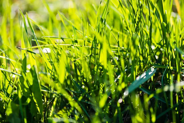 Tło Wiosna Lub Lato Zielonym Gras — Zdjęcie stockowe