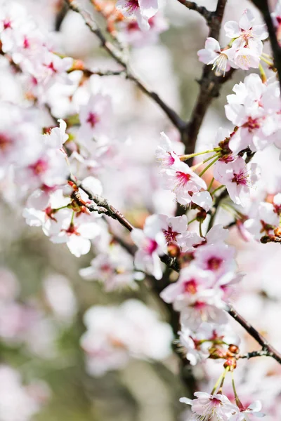 Blooming Branch Apple Tree Spring — Stock Photo, Image