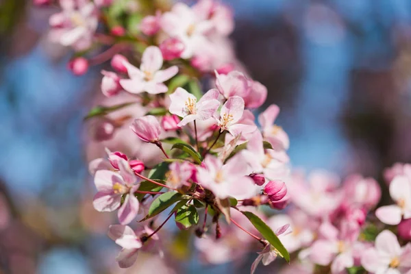 Une Branche Florissante Pommier Printemps — Photo